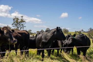 Wagyu angusu inekleri. Sağlıklı sığır sürüsü, yemyeşil otlakta otluyor. Avustralya 'da Yenilenebilir Sürdürülebilir Avustralya Tarım, Sorumlu Hayvancılık ve Doğal Çevre ilkbaharı