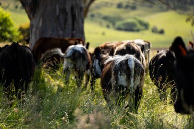 Yeşil yemyeşil çayırlarda otlayan inek sürüsü. Bir barajı, ağaçları ve otlağı olan geniş bir Avustralya Çiftliği manzarası. Kırsal Tarım ve Sürdürülebilir Arazi Yönetimi Avustralya
