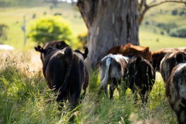 Wagyu angusu inekleri. Sağlıklı sığır sürüsü, yemyeşil otlakta otluyor. Avustralya 'da Yenilenebilir Sürdürülebilir Avustralya Tarım, Sorumlu Hayvancılık ve Doğal Çevre ilkbaharı