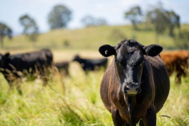 Yeşil yemyeşil çayırlarda otlayan inek sürüsü. Bir barajı, ağaçları ve otlağı olan geniş bir Avustralya Çiftliği manzarası. Kırsal Tarım ve Sürdürülebilir Arazi Yönetimi Avustralya