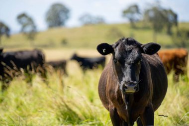 Wagyu angusu inekleri. Sağlıklı sığır sürüsü, yemyeşil otlakta otluyor. Avustralya 'da Yenilenebilir Sürdürülebilir Avustralya Tarım, Sorumlu Hayvancılık ve Doğal Çevre ilkbaharı