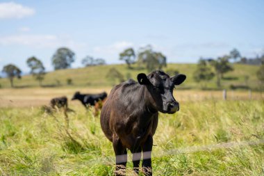 Wagyu angusu inekleri. Sağlıklı sığır sürüsü, yemyeşil otlakta otluyor. Avustralya 'da Yenilenebilir Sürdürülebilir Avustralya Tarım, Sorumlu Hayvancılık ve Doğal Çevre ilkbaharı