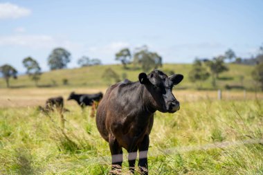 Wagyu angusu inekleri. Sağlıklı sığır sürüsü, yemyeşil otlakta otluyor. Avustralya 'da Yenilenebilir Sürdürülebilir Avustralya Tarım, Sorumlu Hayvancılık ve Doğal Çevre ilkbaharı