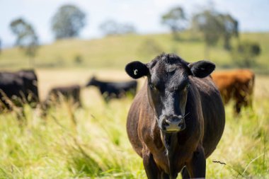 Wagyu angusu inekleri. Sağlıklı sığır sürüsü, yemyeşil otlakta otluyor. Avustralya 'da Yenilenebilir Sürdürülebilir Avustralya Tarım, Sorumlu Hayvancılık ve Doğal Çevre ilkbaharı
