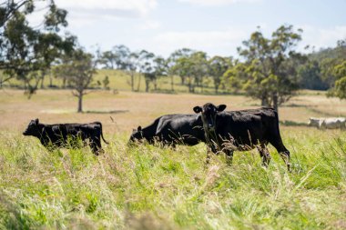 Wagyu angusu inekleri. Sağlıklı sığır sürüsü, yemyeşil otlakta otluyor. Avustralya 'da Yenilenebilir Sürdürülebilir Avustralya Tarım, Sorumlu Hayvancılık ve Doğal Çevre ilkbaharı