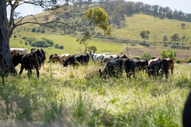 Wagyu angusu inekleri. Sağlıklı sığır sürüsü, yemyeşil otlakta otluyor. Avustralya 'da Yenilenebilir Sürdürülebilir Avustralya Tarım, Sorumlu Hayvancılık ve Doğal Çevre ilkbaharı