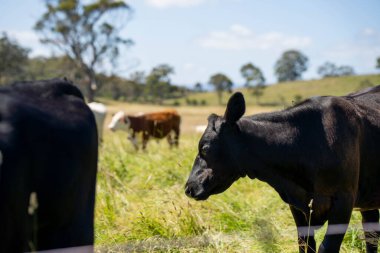 Wagyu angusu inekleri. Sağlıklı sığır sürüsü, yemyeşil otlakta otluyor. Avustralya 'da Yenilenebilir Sürdürülebilir Avustralya Tarım, Sorumlu Hayvancılık ve Doğal Çevre ilkbaharı