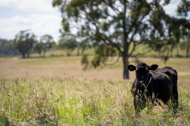 Wagyu angusu inekleri. Sağlıklı sığır sürüsü, yemyeşil otlakta otluyor. Avustralya 'da Yenilenebilir Sürdürülebilir Avustralya Tarım, Sorumlu Hayvancılık ve Doğal Çevre ilkbaharı
