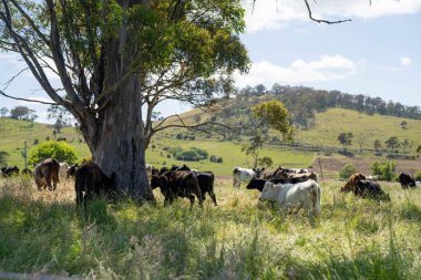 Wagyu angusu inekleri. Sağlıklı sığır sürüsü, yemyeşil otlakta otluyor. Avustralya 'da Yenilenebilir Sürdürülebilir Avustralya Tarım, Sorumlu Hayvancılık ve Doğal Çevre ilkbaharı