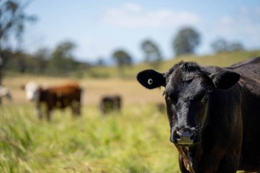 Wagyu angusu inekleri. Sağlıklı sığır sürüsü, yemyeşil otlakta otluyor. Avustralya 'da Yenilenebilir Sürdürülebilir Avustralya Tarım, Sorumlu Hayvancılık ve Doğal Çevre ilkbaharı