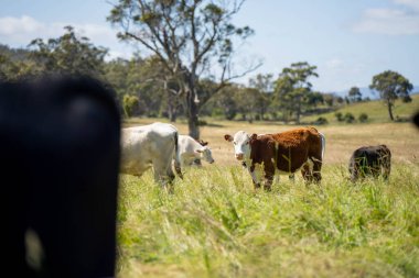 Wagyu angusu inekleri. Sağlıklı sığır sürüsü, yemyeşil otlakta otluyor. Avustralya 'da Yenilenebilir Sürdürülebilir Avustralya Tarım, Sorumlu Hayvancılık ve Doğal Çevre ilkbaharı