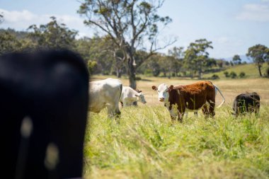 Wagyu angusu inekleri. Sağlıklı sığır sürüsü, yemyeşil otlakta otluyor. Avustralya 'da Yenilenebilir Sürdürülebilir Avustralya Tarım, Sorumlu Hayvancılık ve Doğal Çevre ilkbaharı