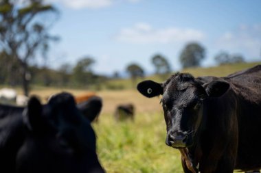 Wagyu angusu inekleri. Sağlıklı sığır sürüsü, yemyeşil otlakta otluyor. Avustralya 'da Yenilenebilir Sürdürülebilir Avustralya Tarım, Sorumlu Hayvancılık ve Doğal Çevre ilkbaharı