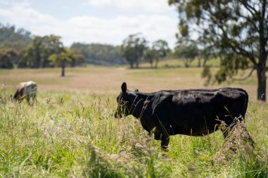 Wagyu angusu inekleri. Sağlıklı sığır sürüsü, yemyeşil otlakta otluyor. Avustralya 'da Yenilenebilir Sürdürülebilir Avustralya Tarım, Sorumlu Hayvancılık ve Doğal Çevre ilkbaharı