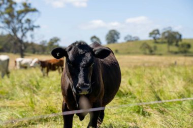 Wagyu angusu inekleri. Sağlıklı sığır sürüsü, yemyeşil otlakta otluyor. Avustralya 'da Yenilenebilir Sürdürülebilir Avustralya Tarım, Sorumlu Hayvancılık ve Doğal Çevre ilkbaharı
