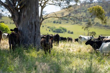 Yeşil yemyeşil çayırlarda otlayan inek sürüsü. Bir barajı, ağaçları ve otlağı olan geniş bir Avustralya Çiftliği manzarası. Kırsal Tarım ve Sürdürülebilir Arazi Yönetimi Avustralya