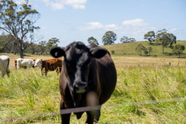 Yeşil yemyeşil çayırlarda otlayan inek sürüsü. Bir barajı, ağaçları ve otlağı olan geniş bir Avustralya Çiftliği manzarası. Kırsal Tarım ve Sürdürülebilir Arazi Yönetimi Avustralya