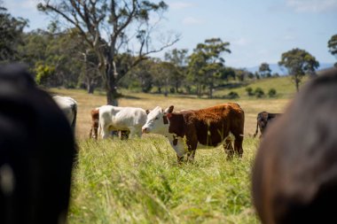 Wagyu angusu inekleri. Sağlıklı sığır sürüsü, yemyeşil otlakta otluyor. Avustralya 'da Yenilenebilir Sürdürülebilir Avustralya Tarım, Sorumlu Hayvancılık ve Doğal Çevre ilkbaharı