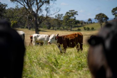 Yeşil yemyeşil çayırlarda otlayan inek sürüsü. Bir barajı, ağaçları ve otlağı olan geniş bir Avustralya Çiftliği manzarası. Kırsal Tarım ve Sürdürülebilir Arazi Yönetimi Avustralya