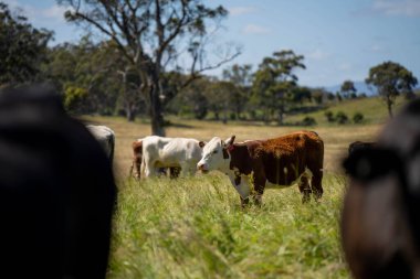 Wagyu angusu inekleri. Sağlıklı sığır sürüsü, yemyeşil otlakta otluyor. Avustralya 'da Yenilenebilir Sürdürülebilir Avustralya Tarım, Sorumlu Hayvancılık ve Doğal Çevre ilkbaharı