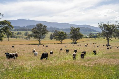 Yeşil yemyeşil çayırlarda otlayan inek sürüsü. Bir barajı, ağaçları ve otlağı olan geniş bir Avustralya Çiftliği manzarası. Kırsal Tarım ve Sürdürülebilir Arazi Yönetimi Avustralya