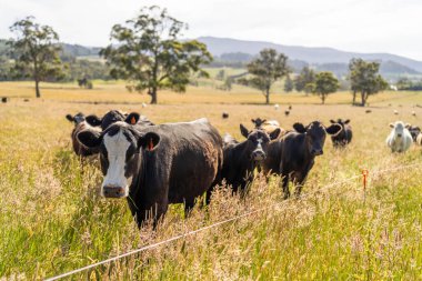 Wagyu angusu inekleri. Sağlıklı sığır sürüsü, yemyeşil otlakta otluyor. Avustralya 'da Yenilenebilir Sürdürülebilir Avustralya Tarım, Sorumlu Hayvancılık ve Doğal Çevre ilkbaharı