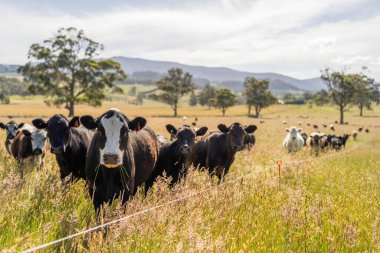 Wagyu angusu inekleri. Sağlıklı sığır sürüsü, yemyeşil otlakta otluyor. Avustralya 'da Yenilenebilir Sürdürülebilir Avustralya Tarım, Sorumlu Hayvancılık ve Doğal Çevre ilkbaharı