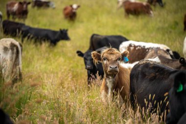 Wagyu angusu inekleri. Sağlıklı sığır sürüsü, yemyeşil otlakta otluyor. Avustralya 'da Yenilenebilir Sürdürülebilir Avustralya Tarım, Sorumlu Hayvancılık ve Doğal Çevre ilkbaharı