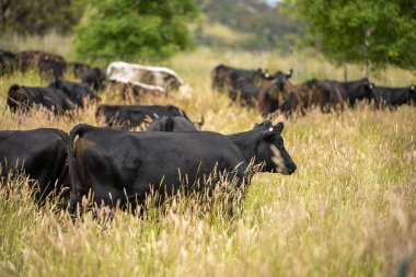 Wagyu angusu inekleri. Sağlıklı sığır sürüsü, yemyeşil otlakta otluyor. Avustralya 'da Yenilenebilir Sürdürülebilir Avustralya Tarım, Sorumlu Hayvancılık ve Doğal Çevre ilkbaharı