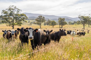Wagyu angusu inekleri. Sağlıklı sığır sürüsü, yemyeşil otlakta otluyor. Avustralya 'da Yenilenebilir Sürdürülebilir Avustralya Tarım, Sorumlu Hayvancılık ve Doğal Çevre ilkbaharı
