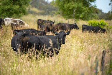 Wagyu angusu inekleri. Sağlıklı sığır sürüsü, yemyeşil otlakta otluyor. Avustralya 'da Yenilenebilir Sürdürülebilir Avustralya Tarım, Sorumlu Hayvancılık ve Doğal Çevre ilkbaharı