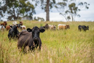 Wagyu angusu inekleri. Sağlıklı sığır sürüsü, yemyeşil otlakta otluyor. Avustralya 'da Yenilenebilir Sürdürülebilir Avustralya Tarım, Sorumlu Hayvancılık ve Doğal Çevre ilkbaharı