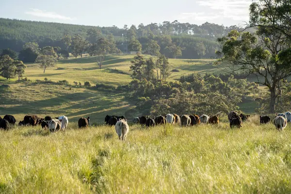 Yeşil yemyeşil çayırlarda otlayan inek sürüsü. Bir barajı, ağaçları ve otlağı olan geniş bir Avustralya Çiftliği manzarası. Kırsal Tarım ve Sürdürülebilir Arazi Yönetimi Avustralya