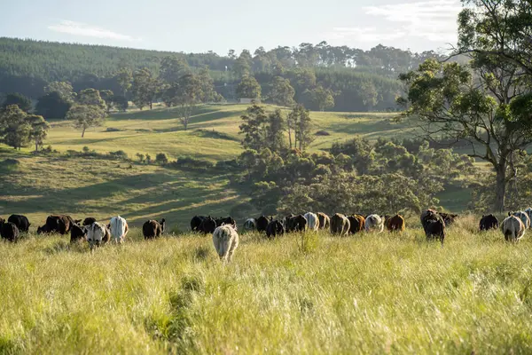 Wagyu angusu inekleri. Sağlıklı sığır sürüsü, yemyeşil otlakta otluyor. Avustralya 'da Yenilenebilir Sürdürülebilir Avustralya Tarım, Sorumlu Hayvancılık ve Doğal Çevre ilkbaharı