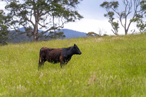 Wagyu angusu inekleri. Sağlıklı sığır sürüsü, yemyeşil otlakta otluyor. Avustralya 'da Yenilenebilir Sürdürülebilir Avustralya Tarım, Sorumlu Hayvancılık ve Doğal Çevre ilkbaharı