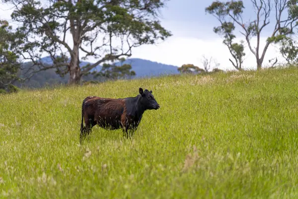 Wagyu angusu inekleri. Sağlıklı sığır sürüsü, yemyeşil otlakta otluyor. Avustralya 'da Yenilenebilir Sürdürülebilir Avustralya Tarım, Sorumlu Hayvancılık ve Doğal Çevre ilkbaharı