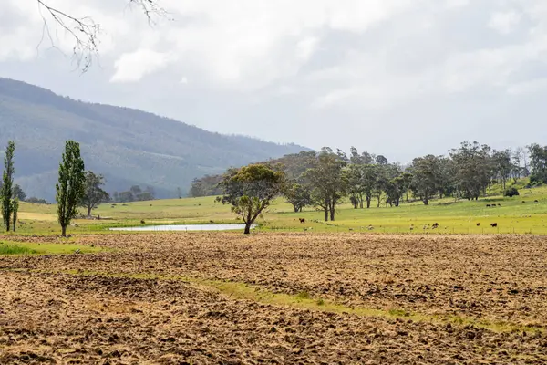 Tils Field ve Uzak Gölet 'li Avustralya Çiftliği manzarası. Tarımsal Arazi Hazırlığı, Kırsal Kalkınma, Sürdürülebilir Arazi Yönetimi Uygulamaları