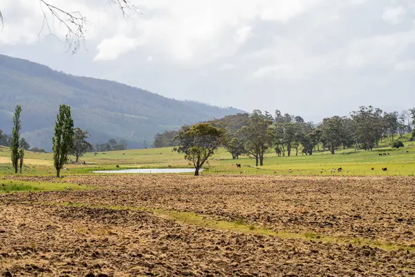 Tils Field ve Uzak Gölet 'li Avustralya Çiftliği manzarası. Tarımsal Arazi Hazırlığı, Kırsal Kalkınma, Sürdürülebilir Arazi Yönetimi Uygulamaları