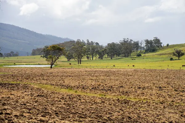 Tils Field ve Uzak Gölet 'li Avustralya Çiftliği manzarası. Tarımsal Arazi Hazırlığı, Kırsal Kalkınma, Sürdürülebilir Arazi Yönetimi Uygulamaları