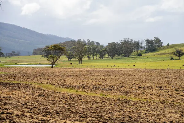 Tils Field ve Uzak Gölet 'li Avustralya Çiftliği manzarası. Tarımsal Arazi Hazırlığı, Kırsal Kalkınma, Sürdürülebilir Arazi Yönetimi Uygulamaları