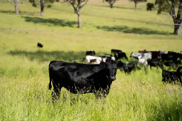 Wagyu angusu inekleri. Sağlıklı sığır sürüsü, yemyeşil otlakta otluyor. Avustralya 'da Yenilenebilir Sürdürülebilir Avustralya Tarım, Sorumlu Hayvancılık ve Doğal Çevre ilkbaharı