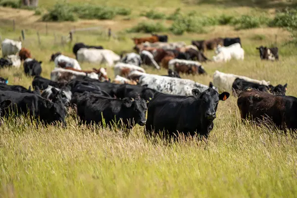 Yeşil yemyeşil çayırlarda otlayan inek sürüsü. Bir barajı, ağaçları ve otlağı olan geniş bir Avustralya Çiftliği manzarası. Kırsal Tarım ve Sürdürülebilir Arazi Yönetimi Avustralya