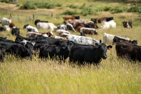 Wagyu angusu inekleri. Sağlıklı sığır sürüsü, yemyeşil otlakta otluyor. Avustralya 'da Yenilenebilir Sürdürülebilir Avustralya Tarım, Sorumlu Hayvancılık ve Doğal Çevre ilkbaharı