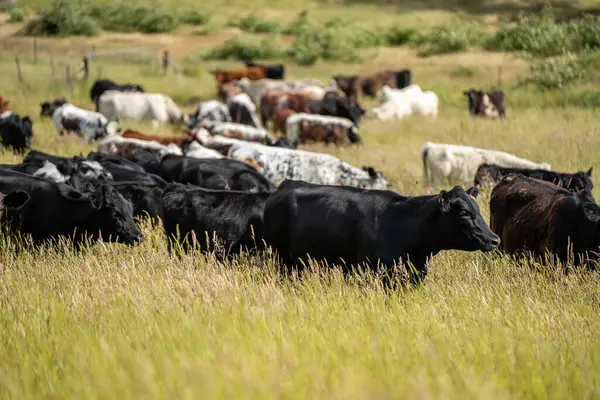 Wagyu angusu inekleri. Sağlıklı sığır sürüsü, yemyeşil otlakta otluyor. Avustralya 'da Yenilenebilir Sürdürülebilir Avustralya Tarım, Sorumlu Hayvancılık ve Doğal Çevre ilkbaharı