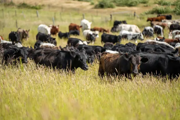 Wagyu angusu inekleri. Sağlıklı sığır sürüsü, yemyeşil otlakta otluyor. Avustralya 'da Yenilenebilir Sürdürülebilir Avustralya Tarım, Sorumlu Hayvancılık ve Doğal Çevre ilkbaharı