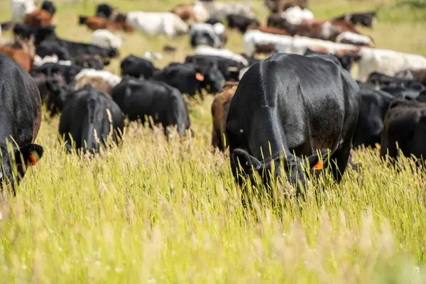 Wagyu angusu inekleri. Sağlıklı sığır sürüsü, yemyeşil otlakta otluyor. Avustralya 'da Yenilenebilir Sürdürülebilir Avustralya Tarım, Sorumlu Hayvancılık ve Doğal Çevre ilkbaharı