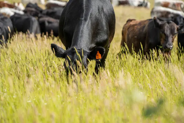 Wagyu angusu inekleri. Sağlıklı sığır sürüsü, yemyeşil otlakta otluyor. Avustralya 'da Yenilenebilir Sürdürülebilir Avustralya Tarım, Sorumlu Hayvancılık ve Doğal Çevre ilkbaharı