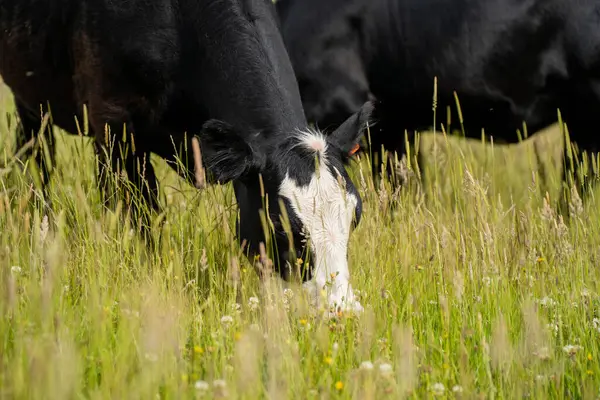 Wagyu angusu inekleri. Sağlıklı sığır sürüsü, yemyeşil otlakta otluyor. Avustralya 'da Yenilenebilir Sürdürülebilir Avustralya Tarım, Sorumlu Hayvancılık ve Doğal Çevre ilkbaharı