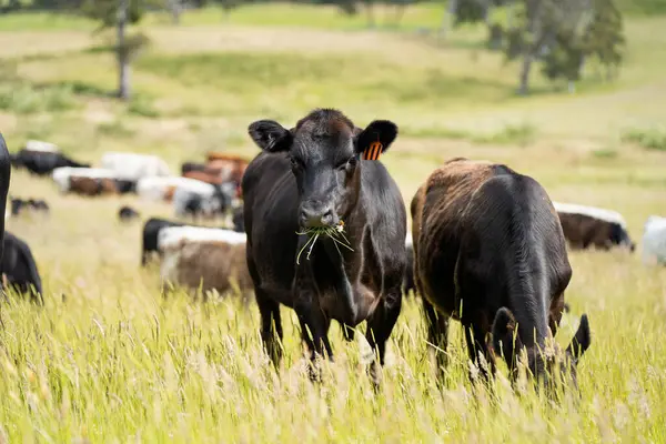 Wagyu angusu inekleri. Sağlıklı sığır sürüsü, yemyeşil otlakta otluyor. Avustralya 'da Yenilenebilir Sürdürülebilir Avustralya Tarım, Sorumlu Hayvancılık ve Doğal Çevre ilkbaharı