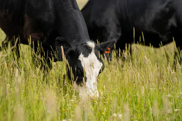 Wagyu angusu inekleri. Sağlıklı sığır sürüsü, yemyeşil otlakta otluyor. Avustralya 'da Yenilenebilir Sürdürülebilir Avustralya Tarım, Sorumlu Hayvancılık ve Doğal Çevre ilkbaharı